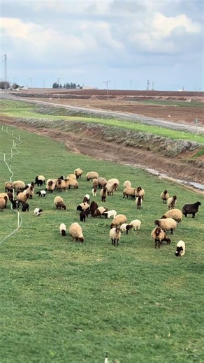 Exploring Arab Culture through Sami's Lens