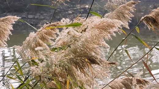 the inflorescence of Phragmites Australis, commonly known as the common reed wind in the air.