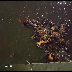 Draining A Flooded Street. Storm Drain Unclogging | Post 10