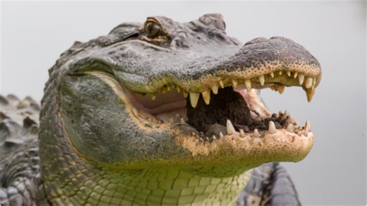 Massive Alligator Spotted On Golf Course In Florida, Is A Blunt Reminder Of The Animal Thunderdome