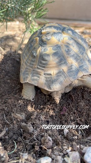 1.8K views · 33 reactions | Western hermanns tortoise finishing up a...
