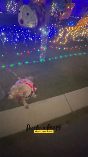 🎄🐾 Your dog’s favourite Christmas tradition starts here. A cozy bus, glowing streets, festive music, photo stops, and the feeling that Christmas is meant to be shared — especially with the dog who never leaves your side. Let your pup experience the magic with you this year. ✨ Updated dates now available — choose the night that suits your family. 💸 $50 per person | $15 per pooch (Max 2) 📅 Multiple dates available in December 🔗 Book here → https://pooch-n-peeps.com.au/christmas-lights-tour/ S