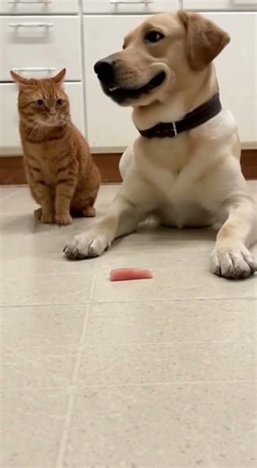 ⭐ OMG! Dog eats fast, wins fast…Cat slaps faster. 😂🐱💨 #cat #funny #cute #dog