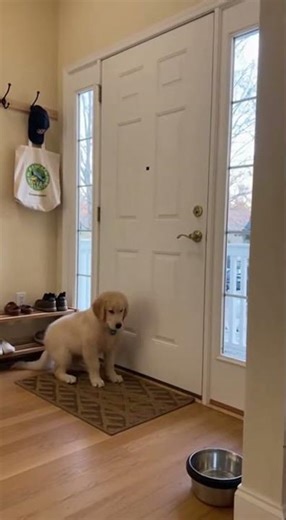 Golden Retriever Puppy Doorbell Drama: Waiting All Day, Exploding With Joy