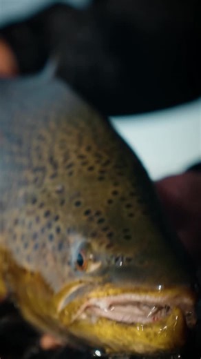 A jaw dropping wild Patagonian brown trout… #repyourwater #fishexploreconserve | Rep Your Water