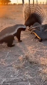 291K views · 3.2K reactions |  “Wild Standoff: Honey Badger vs Mongooses AND a Porcupine! Insane Footage” | From Forest | Facebook