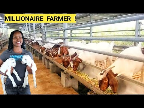 How Many Goats To START A Simple GOAT Farm Business? | Goats Feeds, Hoof Trimming (ROUTINE)