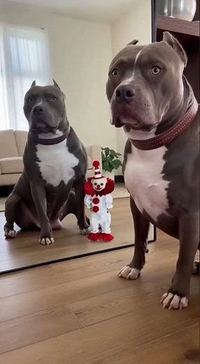 Hilarious Pitbull & Chihuahua Playtime – The Funniest Big Dog vs Tiny Dog Duo Ever! 😂🐶