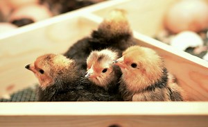 Best Chicken Hatchery In Illinois - Chicks For Sale
