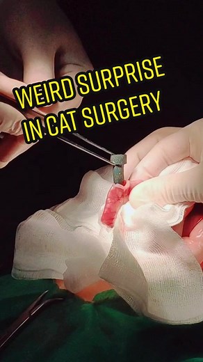 Understanding Feline Surgery: A Vet Student's Perspective