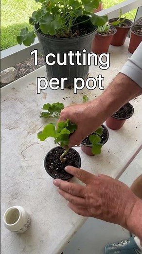 Turn One Geranium Into 3 Plants in Minutes (Step-by-Step Cuttings)