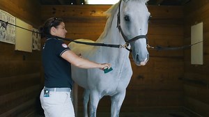 Watch Olympic groom Max Corcoran give a basic overview on grooming your horse, including essential equipment to keep your horse looking and feeling its best! ✨ Stay #HomeWithHorses and watch more from our Learning Center featuring 80 videos from riding tips to horse care, fitness, and more! ▶️ https://www.usef.org/learning-center/videos/basic-horse-grooming | US Equestrian