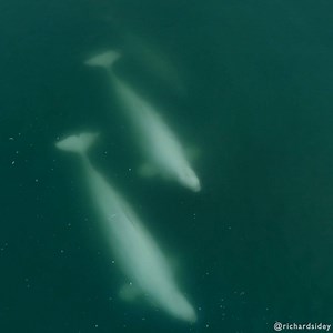 A pod of Beluga whales feeding along a shoreline in the high arctic. Belugas are also known as the white whale, or sea canary due to their high-pitched calls. Unfortunatly they are also one of most common cetaceans kept in captivity. video by Richard Sidey - Filmmaker/Photographer with Galaxiid & EYOS Expeditions #beluga #belugawhale #arctic #higharctic #whales #cetaceans #thepolarrealm #richardsidey #thearctic #arcticwildlife #wildlife #wildlifephotography #oceans #loveoceans #lovewhales #belug