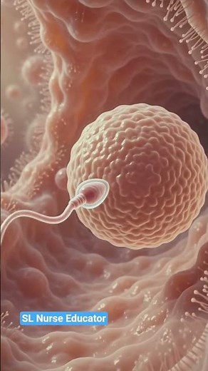 The Amazing Journey of Fertilization (3D Animation)