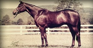 Some of our most outstanding and beloved equine athletes of all time were proudly Thoroughbreds. Not only should we remember their profound influence, but applaud and encourage their reemergence into the mainstream of the equestrian sport. To celebrate them we created this video “A Tribute to the Thoroughbred Sport Horse”. Watch the full length version for FREE at http://www.equestriancoach.com/content/tribute-thoroughbred-sport-horse #OTTB #Thoroughbred #NeverEclipsed | EquestrianCoach