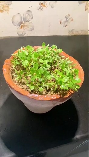 how to grow Dhaniya plant at home#viral