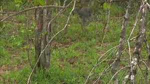 3.3K views · 98 reactions | Attack! Dark Chanting Goshawk looking for breakfast | Wildearth | Facebook