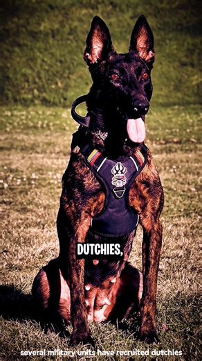 Soldiers CAN'T Leave Dutch Shepherds 🤯