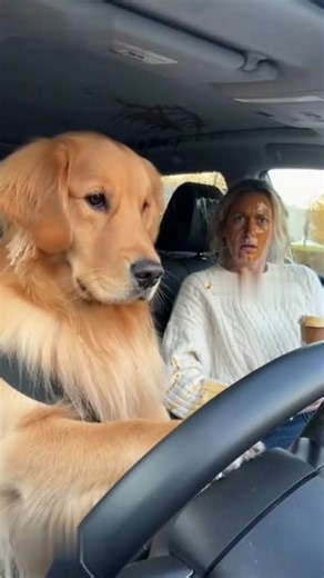 The Moment a Golden Retriever’s Sudden Brake Causes a Coffee Explosion!