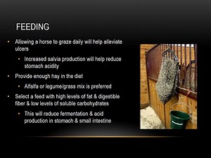 Did you know that over 60% of performance horses have gastric ulcers? Many owners have a horse that suffers from ulcers and the care and management of these horses can be a struggle. Check out our video on ways to care for these horses and some Triple Crown Feeds that we recommend. We also suggest you check out this article about ulcers: http://bit.ly/1JBbzkV Share your management tips as well! | Triple Crown Feed