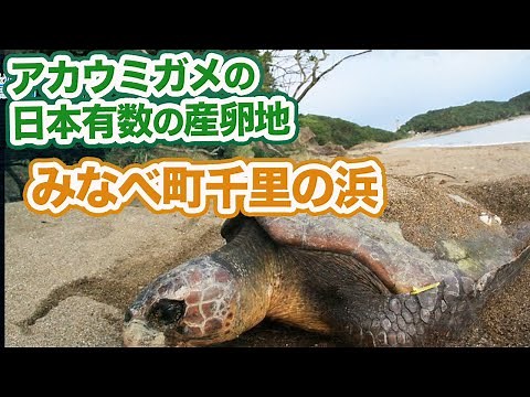 アカウミガメの日本有数の産卵地、みなべ町千里の浜 日本財団 海と日本プロジェクト in 和歌山県 2021 #21