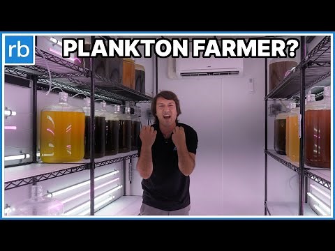A Day In The Life Of A Plankton Farmer That Feeds Thousands Of Corals
