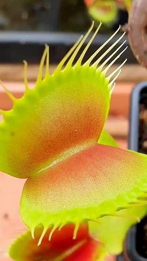 Venus Flytrap chews on worm #reels #reelsvideo #reelsviral #asmr #ASMR #viral #fyp #trend #trendingreels #trending | Carnivorous Plants