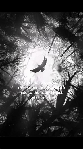 Detailed explanation: Crows are extremely intelligent, can even learn to talk/mimicry, and they can remember faces, years after an encounter. They know who’s nice to them, and who’s not. If you feed crows, sometimes they’ll even pay you back by brining you small trinkets they have found. Crows are highly social birds, usually traveling in what’s called a “murder” of crows. Ravens on the other hand are more solitary, traveling in pairs of often two or solo. Be nice to crows. #crows #crowtok #trin