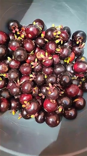 Grumichama: The Most Extraordinary Berry You've Never Heard Of