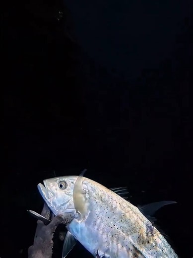 Spearfishing Bitung Sulawesi Utara: Bawa Pulang 1 Ikan