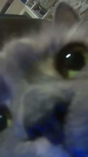 Cats first time on the GoPro. #funny #scary#cute