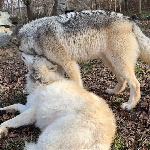 Wolves are apex predators. They're also complete goofballs 🤣 Help us teach people about the true nature of wolves ➡️ https://nywolf.org/join-us/ | Wolf Conservation Center