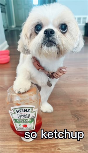 My Shih Tzu living her best life