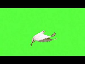 a flying dove green screen