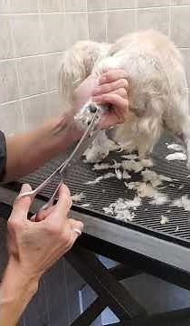Trimming the hair from a dogs paw with scissors and nail trim, dog grooming, no restraints