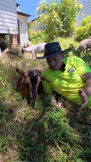 Goat almost loses its job for not working. | Tim The Lawnmower Man