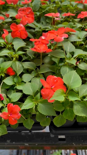 Annuals, perennials , vegetables, shrubs, trees and more! Our garden center has everything you need to keep your green thumb happy this season 🌺🌿🌳🪻 | RONA Hamilton