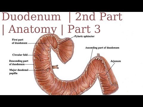 Duodenum | 2nd Part | Anatomy | Part 3