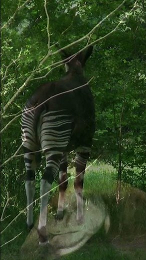 The Okapi – Africa's Hidden Relative of the Giraffe 🦒🌿 | 4K