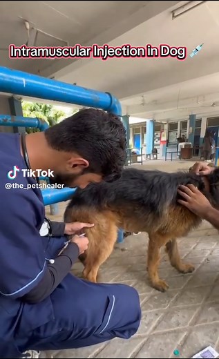 Intramuscular Injection in Dogs: A Step-by-Step Guide