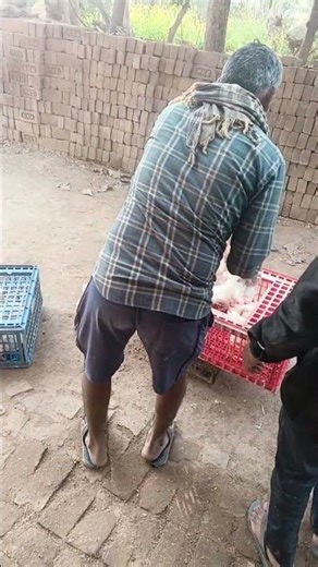 25 Murga = 30 KG 😲 | Murga Lifting Loading Average 1.25 KG | Poultry Farm Work #shorts