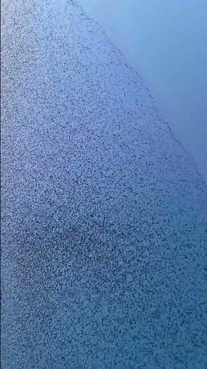 Amazing! Yellow River estuary embraces prime viewing season for "bird waves" in December