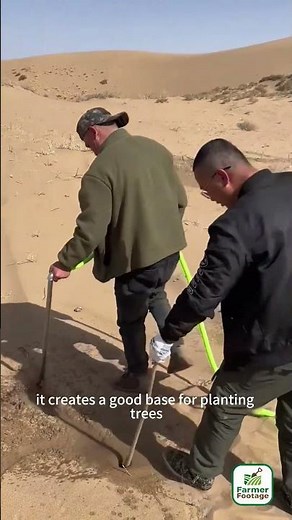 Farmers use sandbags to stabilize sand dunes and create conditions for growing green plants