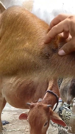 Cow rescue maggot removed🐄 #animalrescue