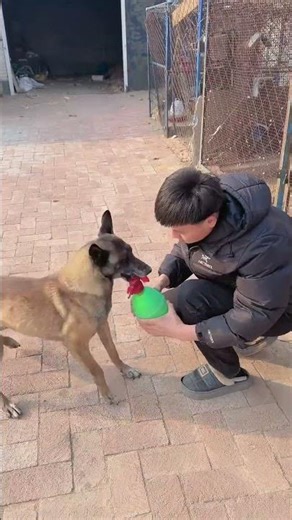 When Your Dog Is Smarter Than You! 🐕😂 Unbelievable Dog Prank!