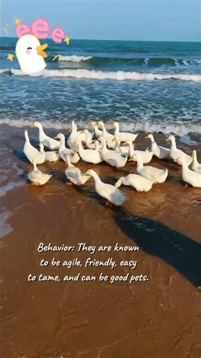 facts about white ducks #animals #fouryoupage #information #viralvideo