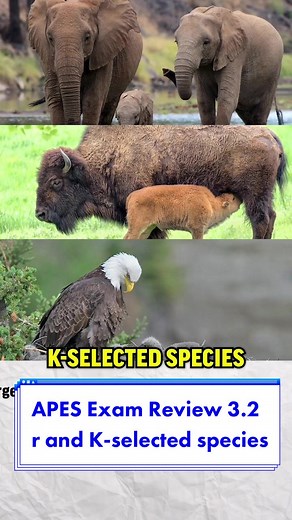 Reproductive Strategies: K and R Selected Species Explained