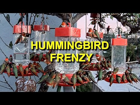 Hummingbird Frenzy with a SURPRISE