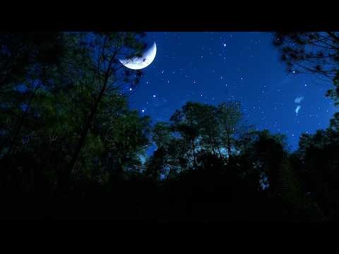Crickets & Owl Under the Starry Night | Calm Forest Wind for Deep Sleep & Relaxation