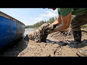 Rescued Dog Stuck in Mud for Days 🐕😭